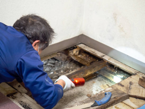 Best Toxic Mold Removal  in Cowpens, SC