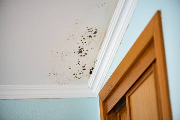 Best Attic Mold Removal  in Cowpens, SC