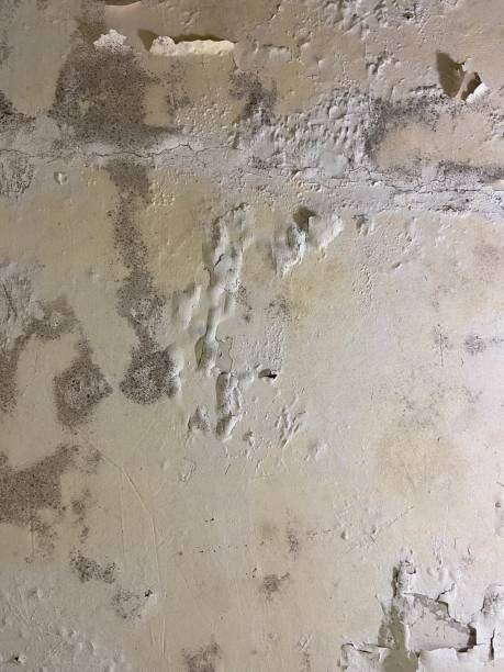 Best Same-Day Mold Removal  in Cowpens, SC